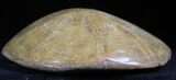 Large Polished Fossil Sand Dollar - Jurassic #27352-1